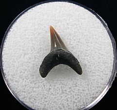 Alopias hermani shark tooth - Kazakhstan | Buried Treasure Fossils