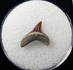 Alopias hermani shark tooth - Kazakhstan for saie | Buried Treasure Fossils