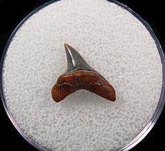 Rare Alopias hermani shark tooth - Kazakhstan for  sale | Buried Treasure Fossils