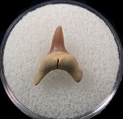 Alopias exigua tooth | Buried Treasure Fossils
