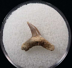 Alopias exigua tooth - Kazakhstan | Buried Treasure Fossils