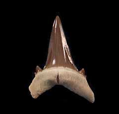Hypotodus verticalis tooth - Kazakhstan | Buried Treasure Fossils