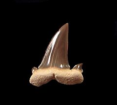 Another Extra Large Hypotodus tooth for sale|Buried Treasure Fossils. Upper jaw tooth.