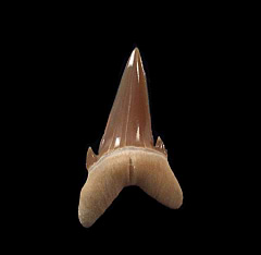 GEM Hypotodus shark tooth for sale | Buried Treasure Fossils