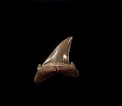 GEM Hypotodus shark tooth for sale|Buried Treasure Fossils. An Eocene tooth from Kazakhstan.