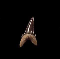 A top quality Hypotodus shark tooth for sale from Kazakhstan. Eocene  shark teeth. K1206 is a lower jaw anterior tooth.