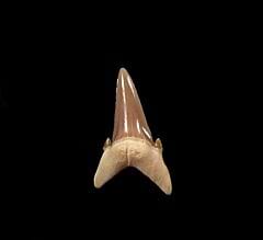 Hypotodus lower jaw shark tooth from Kazakhstan|Buried Treasure Fossils 