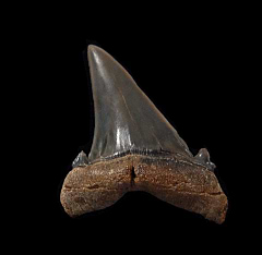 Top Quality Kazakhstan Hypotodus tooth for sale | Buried Treasure Fossils