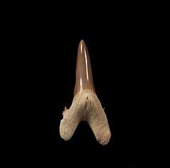An top quality Jaekelotodus shark tooth from Kazakhstan. Incredible color.