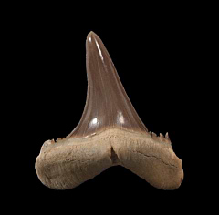 Rare Kazakhstan Jaekelotodus tooth | Buried Treasure Fossils