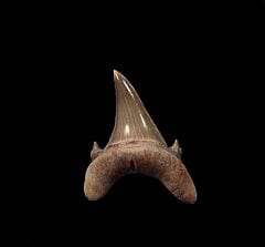 An extra large Jaekelotodus trigonalis from Kazakhstan. A lateral tooth with dual side cusps.