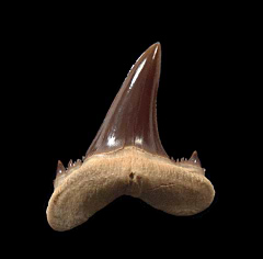 Jaekelotodus trigonalis tooth | Buried Treasure Fossils