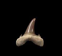 Large Jaekelotodus trigonalis tooth| Buried Treasure Fossils
