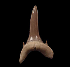 Mennerotodus glueckmani tooth for sale | Buried Treasure Fossils