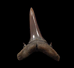 Mennerotodus glueckmani tooth - Kazakhstan | Buried Treasure Fossils
