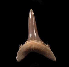GEM Mennerotodus tooth from Kazakhstan | Buried Treasure Fossils  