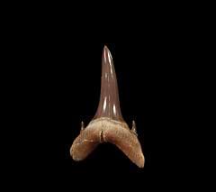 GEM Mennerotodus tooth from Kazakhstan | Buried Treasure Fossils