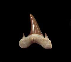 Rare Mennerotodus tooth from Kazakhstan | Buried Treasure Fossils