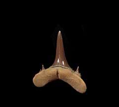 Mennerotodus shark tooth - lateral position | Buried Treasure Fossils