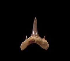 Mennerotodus glueckmani shark tooth  | Buried Treasure Fossils