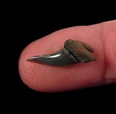 Rare Kazakhstan Xiphodolamia tooth for sale | Buried Treasure Fossils