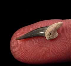 Anterior Xiphodolamia tooth for sale | Buried Treasure Fossils