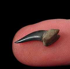 Kazakh Xiphodolamia tooth for sale | Buried Treasure Fossils