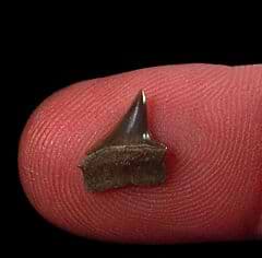 Kazakh Xiphodolamia lateral tooth for sale | Buried Treasure Fossils