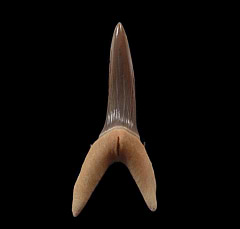 Turania tooth - Kazakhstan | Buried Treasure Fossils