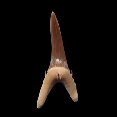 Kazakhstan Turania tooth | Buried Treasure Fossils