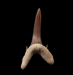 Rare Kazakhstan Turania tooth | Buried Treasure Fossils
