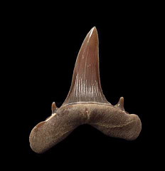 Turania andrusovi tooth for sale | Buried Treasure Fossils