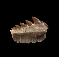 Kazakhstan Notorynchus  kempi  tooth for sale | Buried Treasure Fossils
