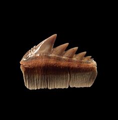 Notorynchus  kempi  tooth | Buried Treasure Fossils