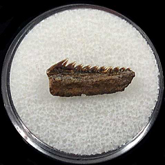 Kazakhstan Hexanchus casieri tooth for sale | Buried Treasure Fossils