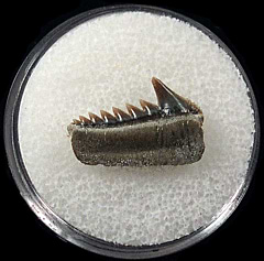 Hexanchus hookeri tooth | Buried Treasure Fossils