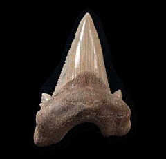 Otudus auriculatus tooth - Kazakhstan | Buried Treasure Fossils