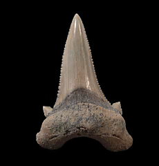 Kazakhstan Otudus auriculatus tooth | Buried Treasure Fossils