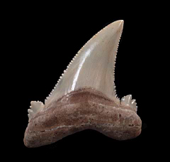 Rare Kazakhstan Auriculatus tooth | Buried Treasure Fossils