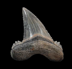 Kazakh Auriculatus tooth for sale | Buried Treasure Fossils