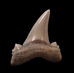 Kazakh Otodus auriculatus tooth for sale | Buried Treasure Fossils