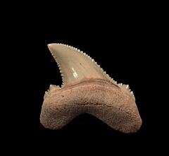 Kazakhstan Otodus aAuriculatus tooth for sale | Buried Treasure Fossils