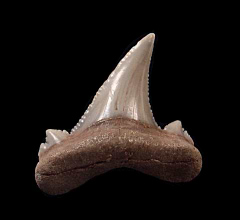 Rare Kazakhstan Auriculatus tooth for sale | Buried Treasure Fossils