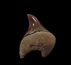 Auriculatus parasymphyseal tooth for sale | Buried Treasure Fossils 