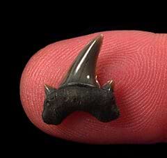 Kazakhstan Otodus pavlovi tooth for sale | Buried Treasure Fossils
