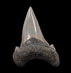 Aksuaticus transition tooth for sale | Buried Treasure Fossils