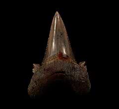 Aksuaticus tooth for sale | Buried Treasure Fossils