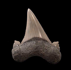 Carcharocles aksuaticus tooth for sale | Buried Treasure Fossils