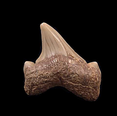 Kazakhstan Otodus obliquus tooth for sale | Buried Treasure Fossils