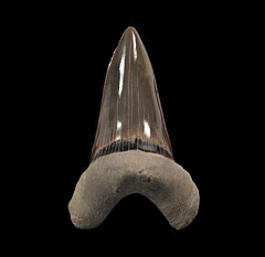 Kansas Cretoxyrhina mantelli tooth for sale | Buried Treasure Fossils